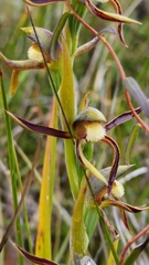 Lyperanthus serratus