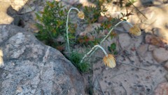 Chrysocephalum baxteri