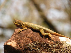 Tropidurus catalanensis