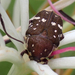 Brown Flower Beetle - Photo (c) scottytar, some rights reserved (CC BY-NC)