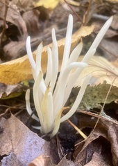 Clavaria fragilis