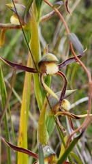 Lyperanthus serratus
