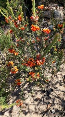 Dillwynia hispida