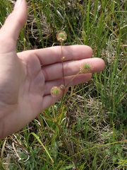 Geum