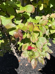 Viburnum dilatatum
