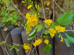 Crepidiastrum denticulatum