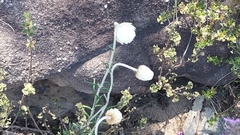 Chrysocephalum baxteri