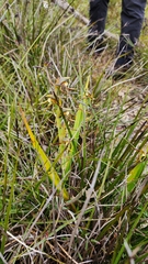 Lyperanthus serratus