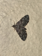 Lepidoptera