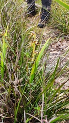 Lyperanthus serratus