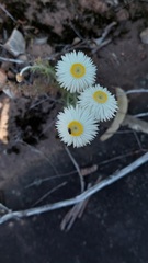 Chrysocephalum baxteri