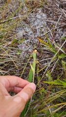 Lyperanthus serratus