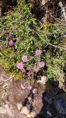 Melaleuca squamea