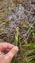 Lyperanthus serratus