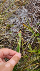 Lyperanthus serratus