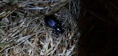 Pterostichus melanarius