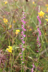 Spiranthes australis
