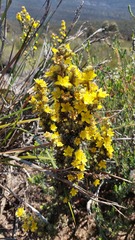 Asterolasia phebalioides