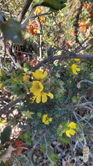 Hibbertia crinita
