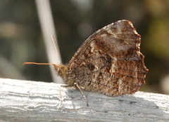 Panyapedaliodes drymaea
