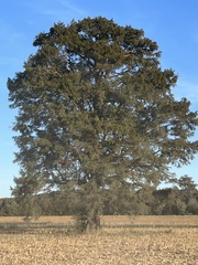 Juniperus virginiana