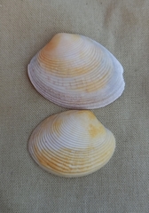 Katelysia rhytiphora