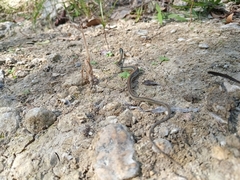 Thamnophis proximus rubrilineatus