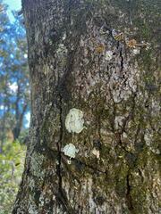 Lecanora thysanophora