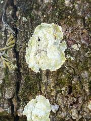 Lecanora thysanophora