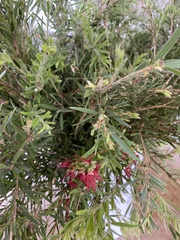 Melaleuca viminalis