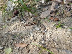 Thamnophis proximus rubrilineatus