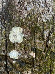 Lecanora thysanophora