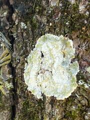 Lecanora thysanophora