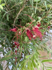 Melaleuca viminalis
