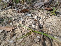 Thamnophis proximus rubrilineatus