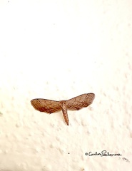 Euacidalia brownsvillea