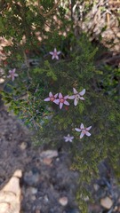 Philotheca angustifolia