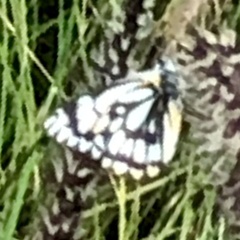 Belenois java teutonia