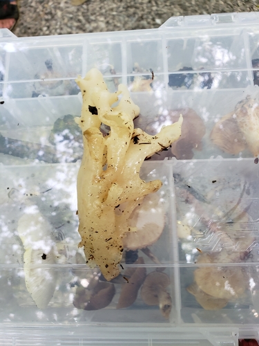 Sebacina reticulata image