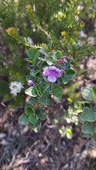 Prostanthera rotundifolia