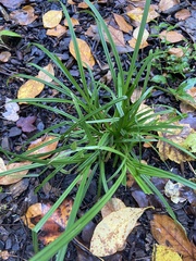 Carex folliculata