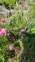 Grevillea confertifolia