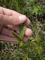 Geum