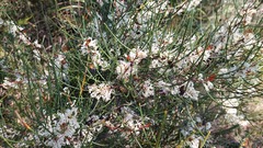 Hakea rostrata