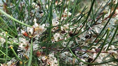 Hakea rostrata