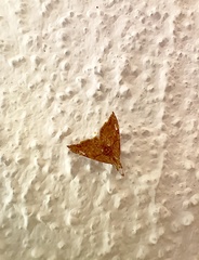 Scybalistodes periculosalis