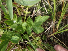Geum