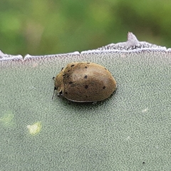 Epilachna obscurella
