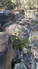 Stackhousia aspericocca