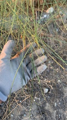 Parkinsonia florida